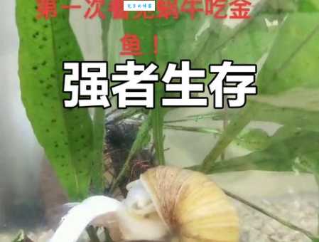 弱肉强食的意思和出处 这个成语是怎么来的