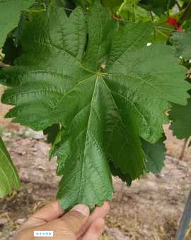 粗枝大叶的意思你知道吗 工作中粗枝大叶的危害