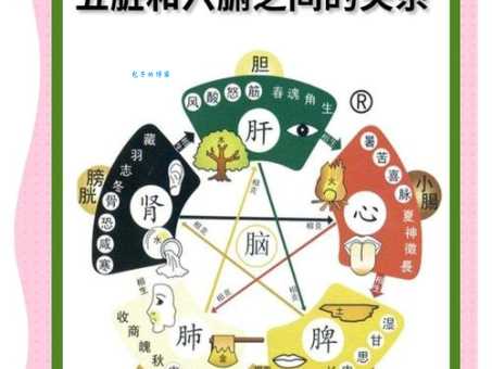 五脏六腑的意思是什么 中医基础概念解析