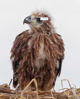 雏鹰展翅的意思是什么 为什么用来形容年轻人