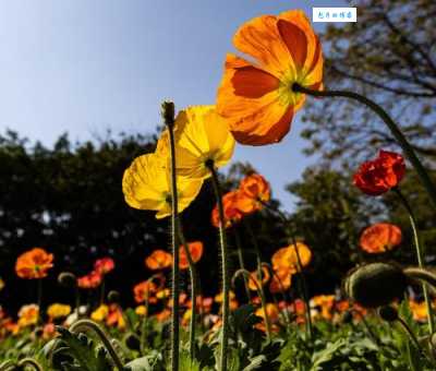 花枝招展的意思和近义词还有哪些类似表达方式