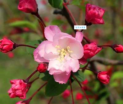 娇艳欲滴什么意思 原来形容花朵这么美