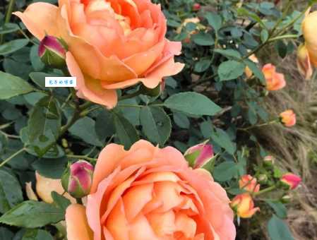 百花齐放的意思和例子生活中处处可见