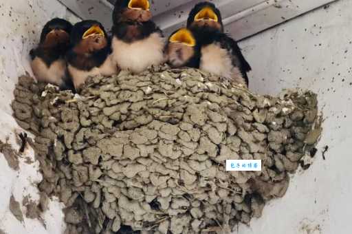 嗷嗷待哺的哺是什么意思 这个字你读对了吗