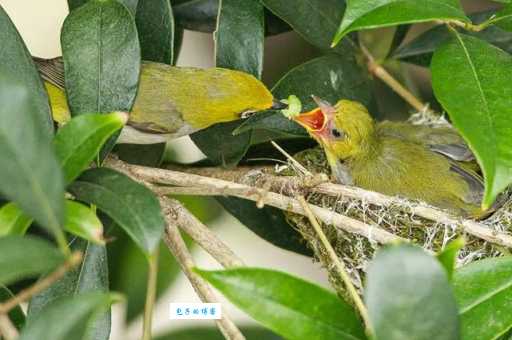 嗷嗷待哺的哺是什么意思 这个字你读对了吗