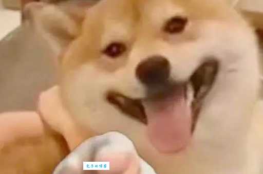 卜落卜落意思大揭秘看完你就懂了