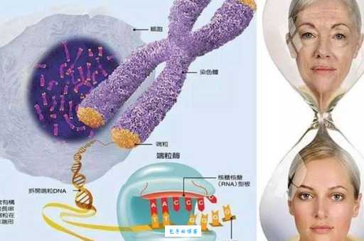 返老还童是什么意思 揭秘人类逆生长的科学原理