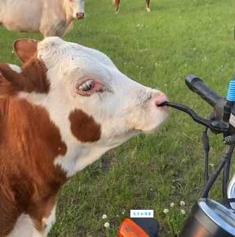 抓牛鼻子是什么意思 生活中如何抓住重点