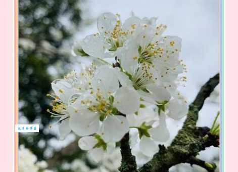 桃李满天是什么意思这个成语的来历你知道吗