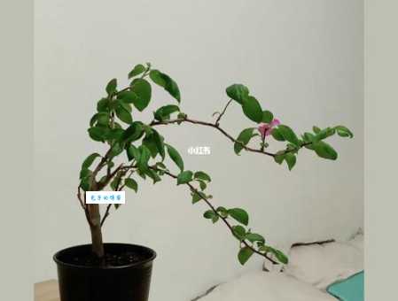 一枝独秀什么意思啊 生活中怎么用才对