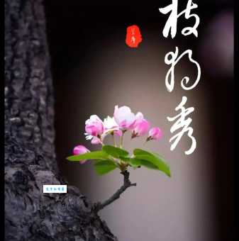 一枝独秀什么意思啊 生活中怎么用才对