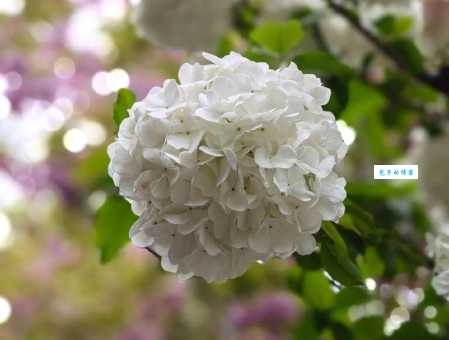 花团锦簇是什么意思 生活中可以这样使用