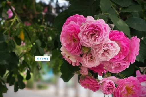 花团锦簇是什么意思 生活中可以这样使用