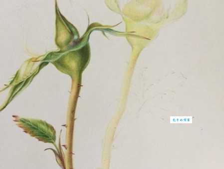 含苞欲放的意思原来是这样理解的