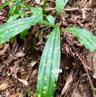 奇花异草的异是什么意思专家为你解答疑惑