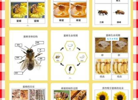 蜂围蝶阵的意思及用法一篇文章带你搞懂