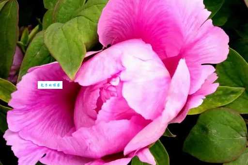 异香异气到底是什么意思专家来告诉你答案