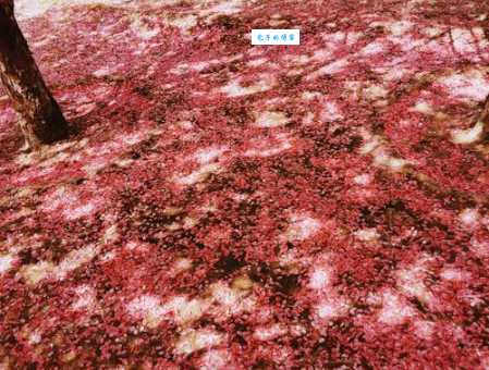 落英缤纷是什么意思和花开花落有什么区别