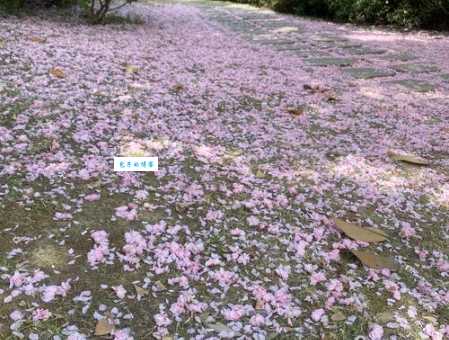 落英缤纷是什么意思和花开花落有什么区别