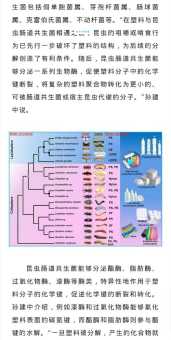 大物是什么意思 一次给你讲清楚它的来源