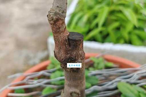 嫁接的意思原来这么简单一看就懂