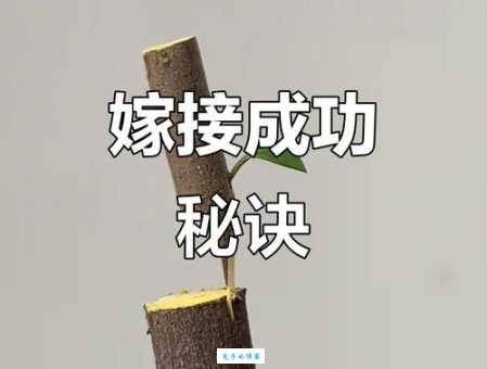 嫁接的意思原来这么简单一看就懂