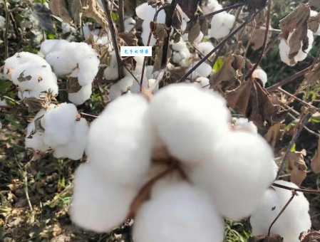 cotton什么意思 简单解释棉花这个词的含义