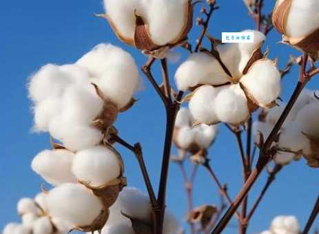 你知道cotton是什么意思吗 其实就是我们说的棉花