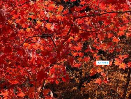 maple是什么意思 枫叶在不同国家的寓意解析