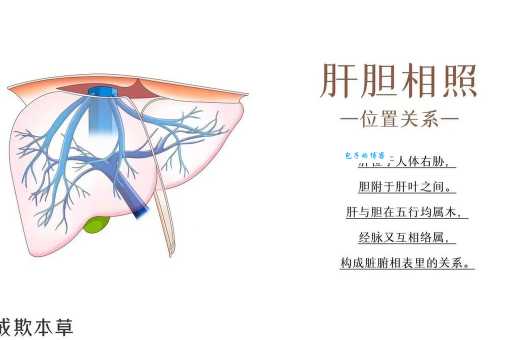 胆是什么意思 胆和肝有什么关系
