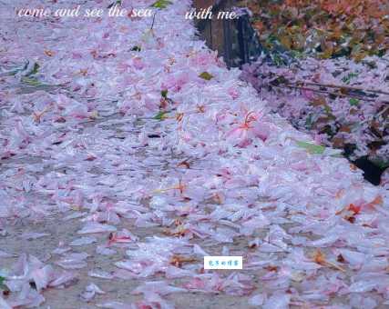 落花有意流水无情的典故和现代用法全解析