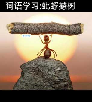 成语蚍蜉撼树的意思 比喻力量悬殊的较量