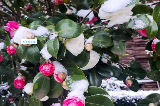 阳春白雪是什么意思原来是指高雅艺术