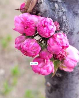 朽木生花的意思是什么 原来枯木也能开花