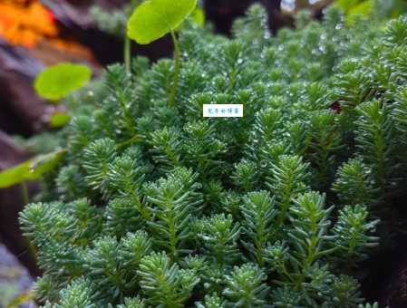 欣欣向荣的意思是什么生活中如何运用