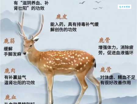 鹿鹿是什么意思，为什么大家都爱叫它？