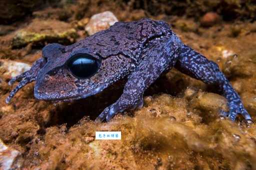 髭蟾是什么意思?深入科普这种罕见两栖动物!
