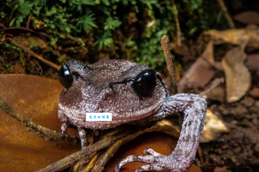 髭蟾是什么意思?深入科普这种罕见两栖动物!