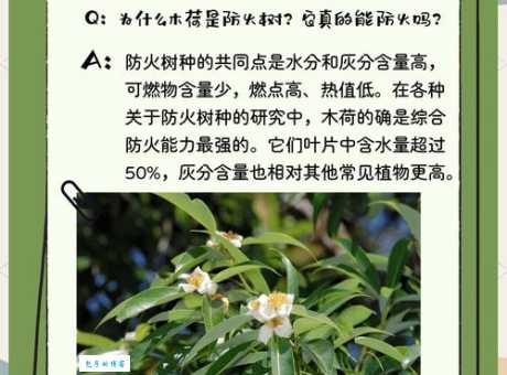 木犀是什么意思？深入探究这种香气的来源！