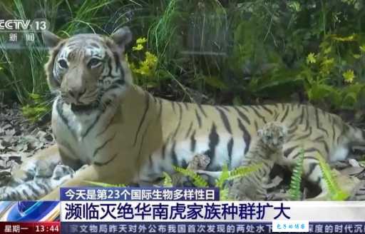 虎骑是什么意思？看完这篇你就明白了！