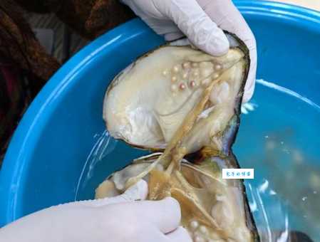 蚌壳是什么意思?一分钟带你了解它!