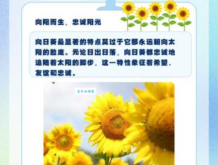 向日葵的花语是什么意思?背后还有这些故事!