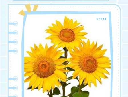 向日葵的花语是什么意思?背后还有这些故事!