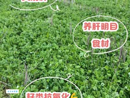 菜籽是什么意思呀？简单几句话帮你搞懂！