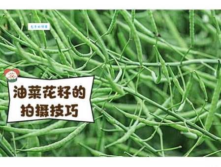 菜籽是什么意思呀？简单几句话帮你搞懂！