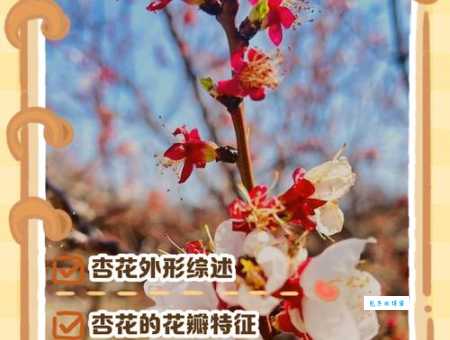 杏雨是什么意思？它和杏花有什么关联吗？