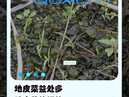 壳菜是什么意思？看这里秒懂它的身份！