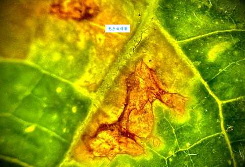 斑驳陆离的意思怎么用?教你准确运用到文章中