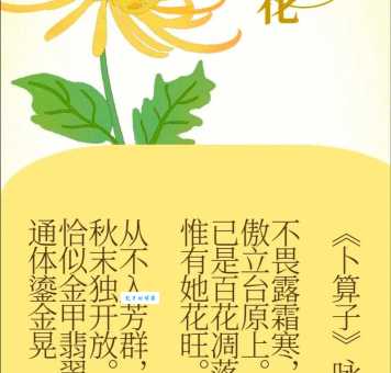 菊节是什么意思呢？带你读懂菊花文化！