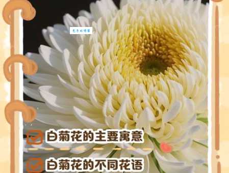 菊节是什么意思呢？带你读懂菊花文化！